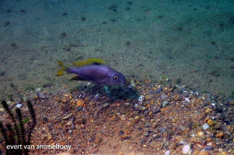 Cunningtonia longiventralis 'Mabilibili Bay'